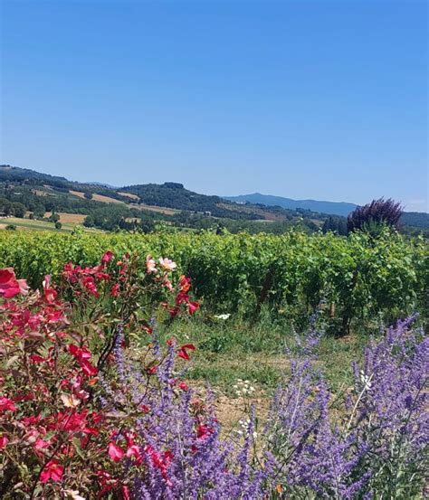 Poggiomori az agr – Agriturismo Sarteano prodotti biologici cantina.